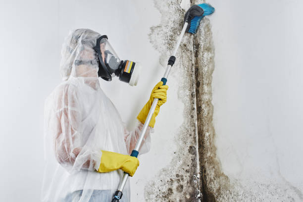 Best Residential Mold Remediation in Hardeeville, SC