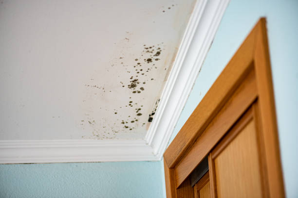 Best Residential Mold Remediation in Hardeeville, SC