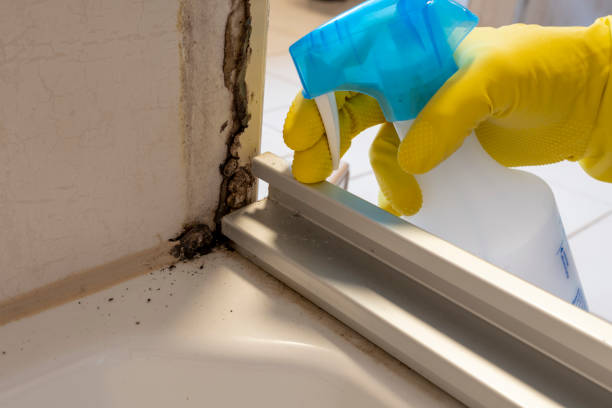 Best Attic Mold Remediation in Hardeeville, SC