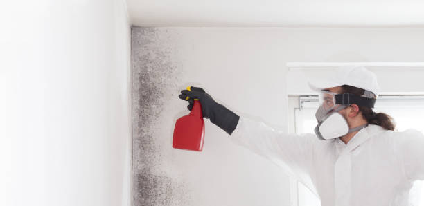 Best Emergency Mold Remediation in Hardeeville, SC