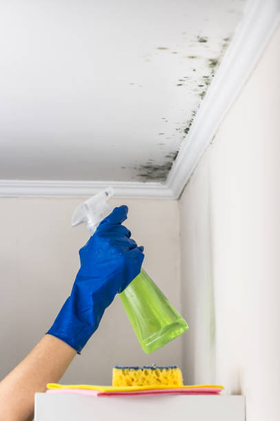 Best Attic Mold Remediation in Hardeeville, SC